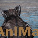 Animal short film
