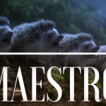 Maestro short film