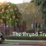 The Dryad Tree short film