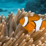 The Reef short film