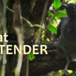 The Great Pretender. Short documentary film