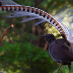 The Great Pretender. Short documentary film