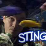 Stingray short film