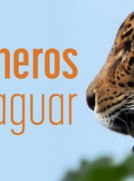 Rancheros Del Jaguar. (2017) Short film