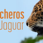 Rancheros Del Jaguar. (2017) Short film