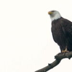 Nesting with the Devil. 2017. Documentary short film