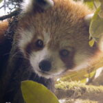 The Firefox Guardian. Short documentary