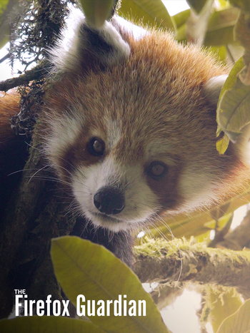 The Firefox Guardian. Short documentary