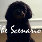 The scenario. Short film