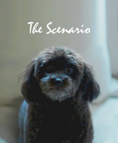 The scenario. Short film