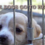Some Dogs Go to Heaven. Short film