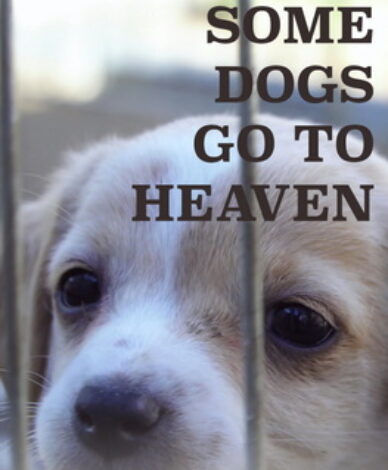 Some Dogs Go to Heaven. Short film